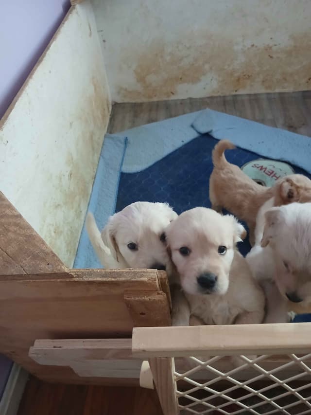 Golden Retriever Puppies media 10