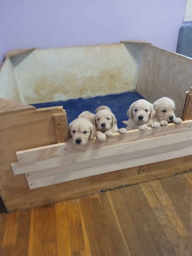 Golden Retriever Puppies media 12