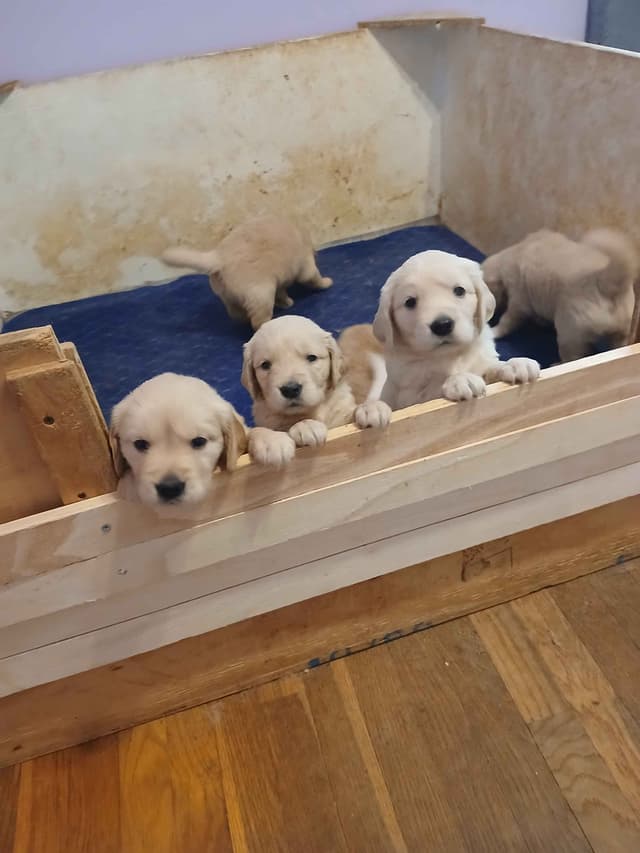 Golden Retriever Puppies media 11