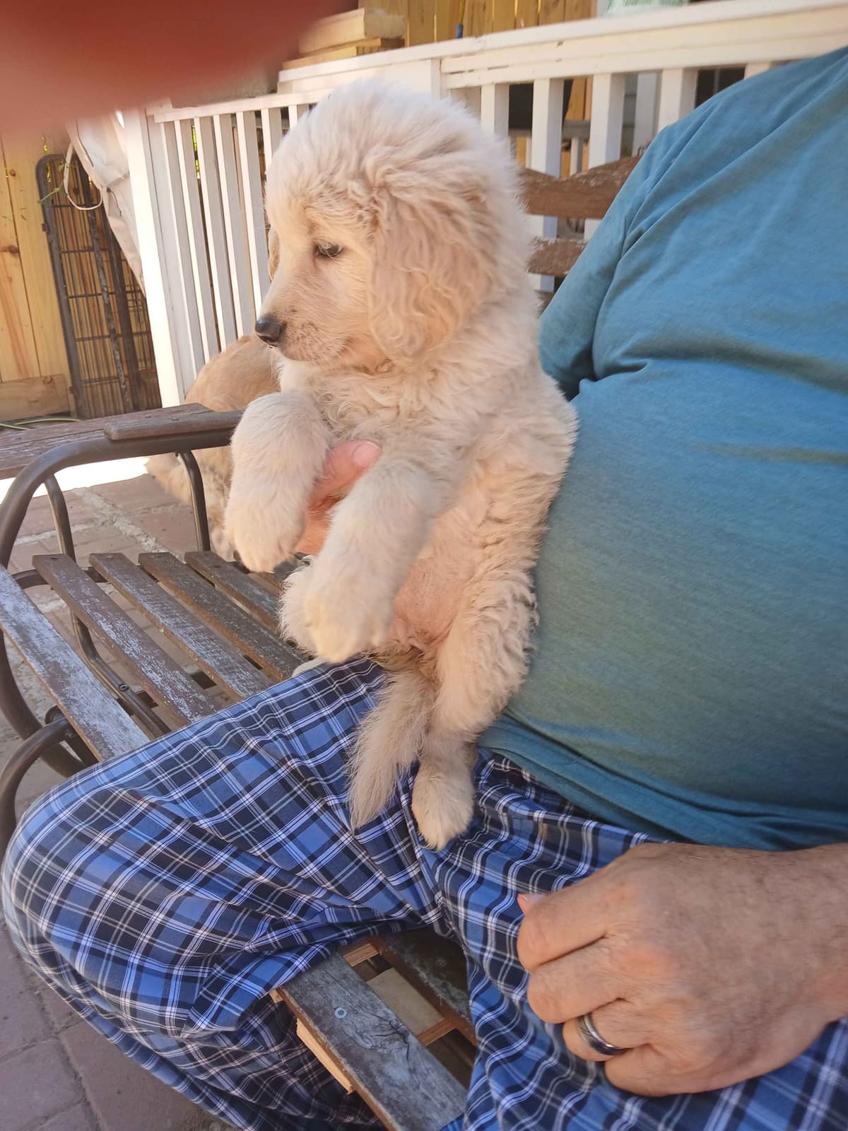 Golden Retriever Puppies breeder image 10