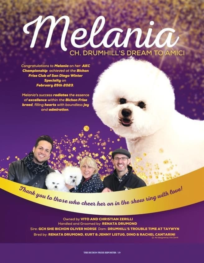 Bichon Frise Puppies - Champion Lines breeder image 1