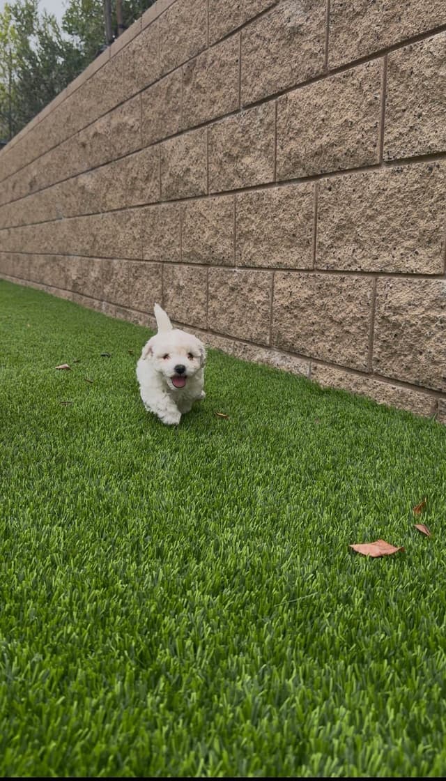 Bichon Frise Puppies - Champion Lines media 2