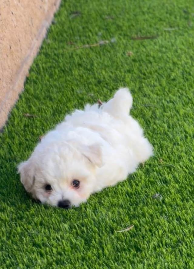Bichon Frise Puppies - Champion Lines media 5