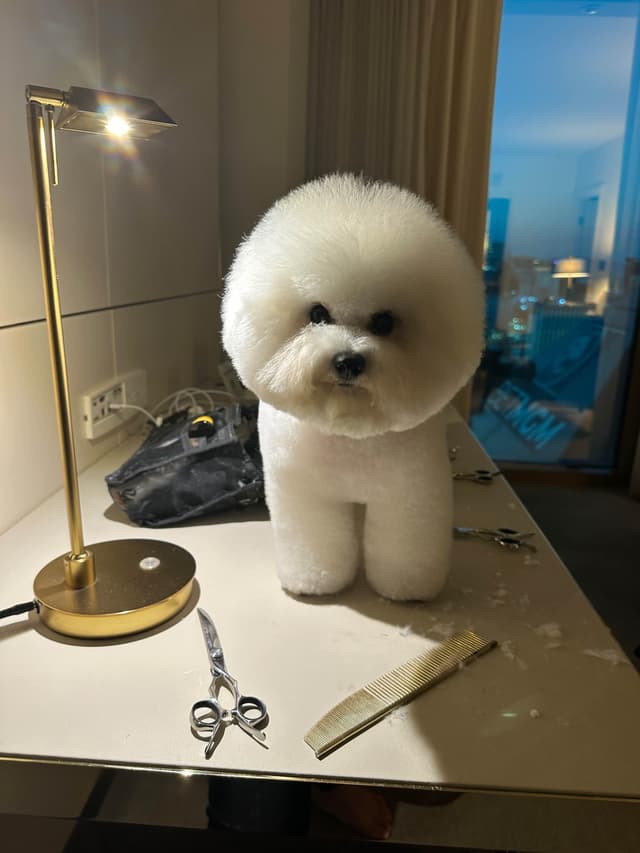 Bichon Frise Puppies - Champion Lines media 9