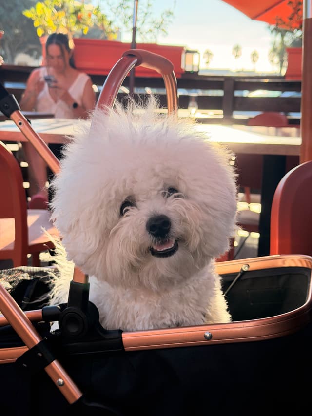 Bichon Frise Puppies - Champion Lines media 11