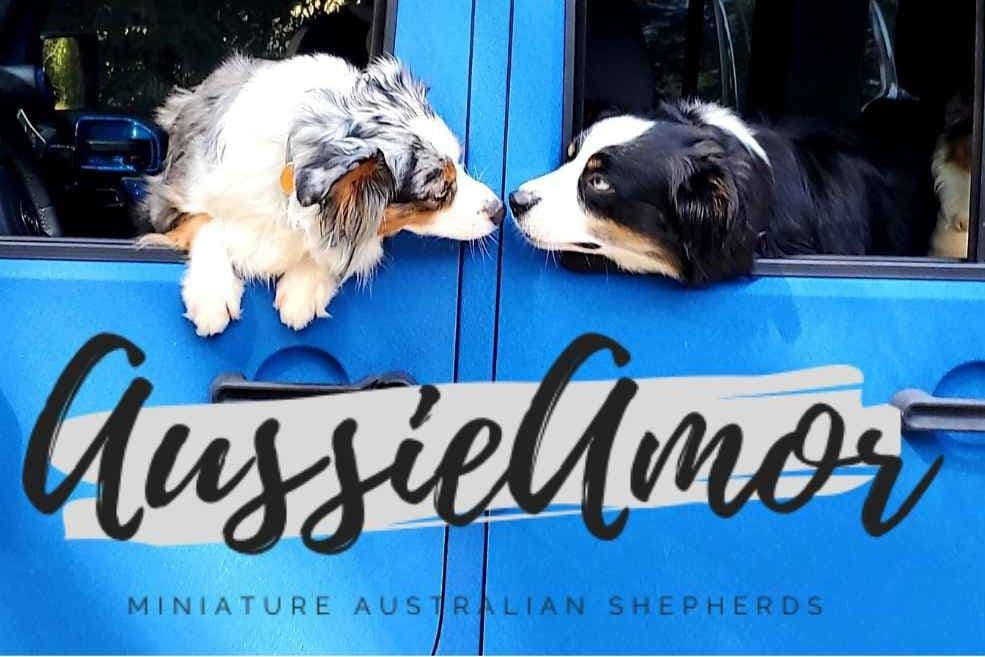Australian Shepherd Puppies breeder image 1