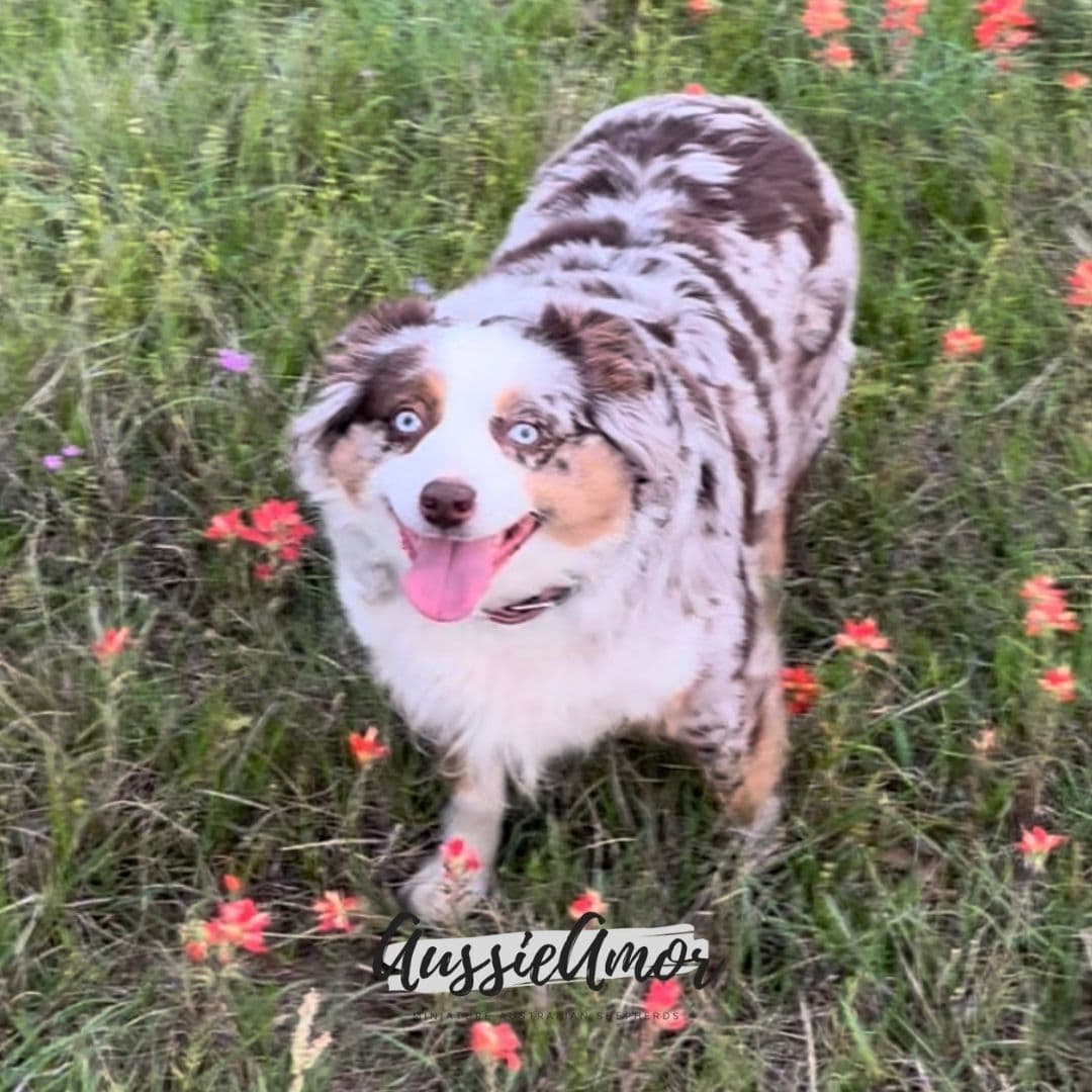 Australian Shepherd Puppies breeder image 6