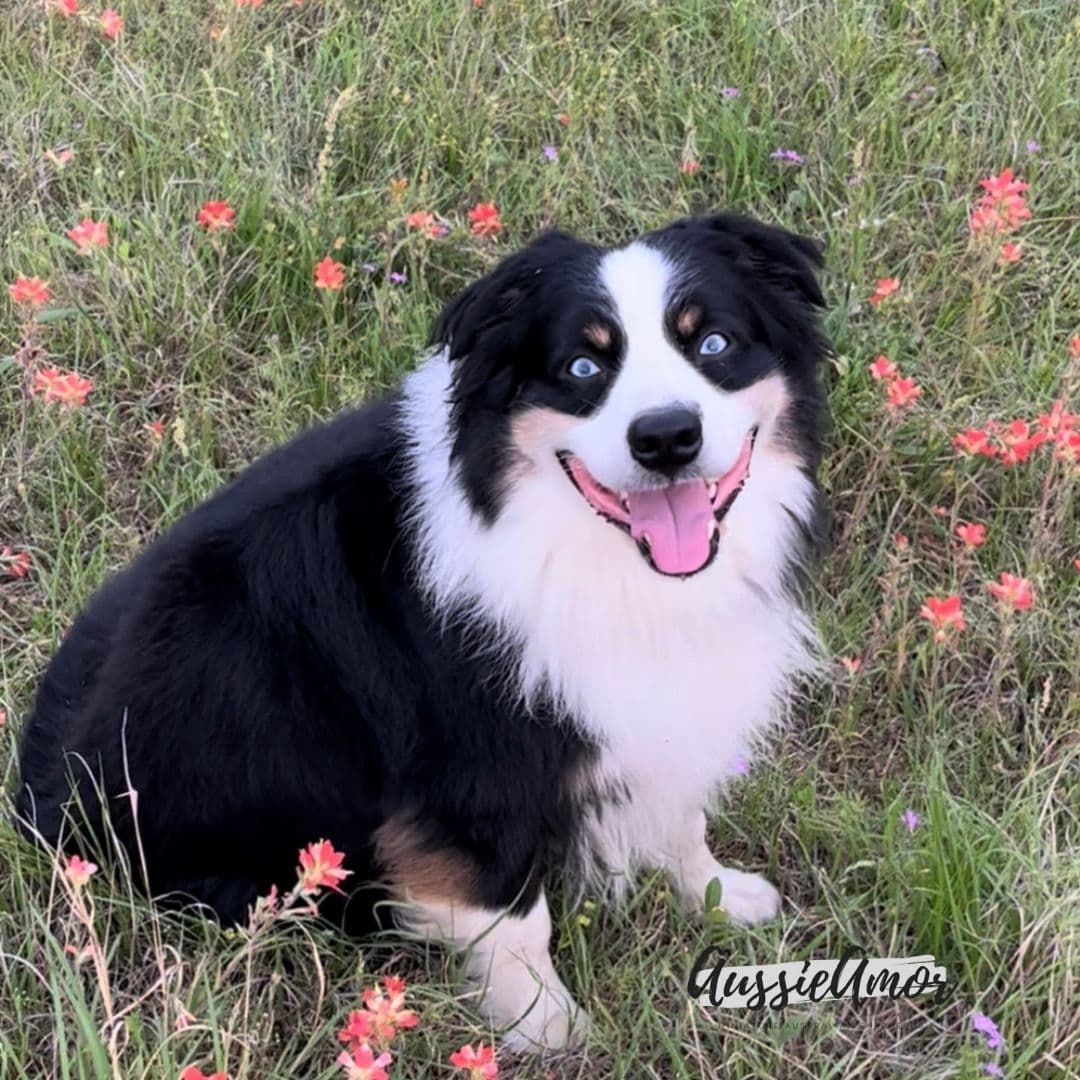 Australian Shepherd Puppies breeder image 2