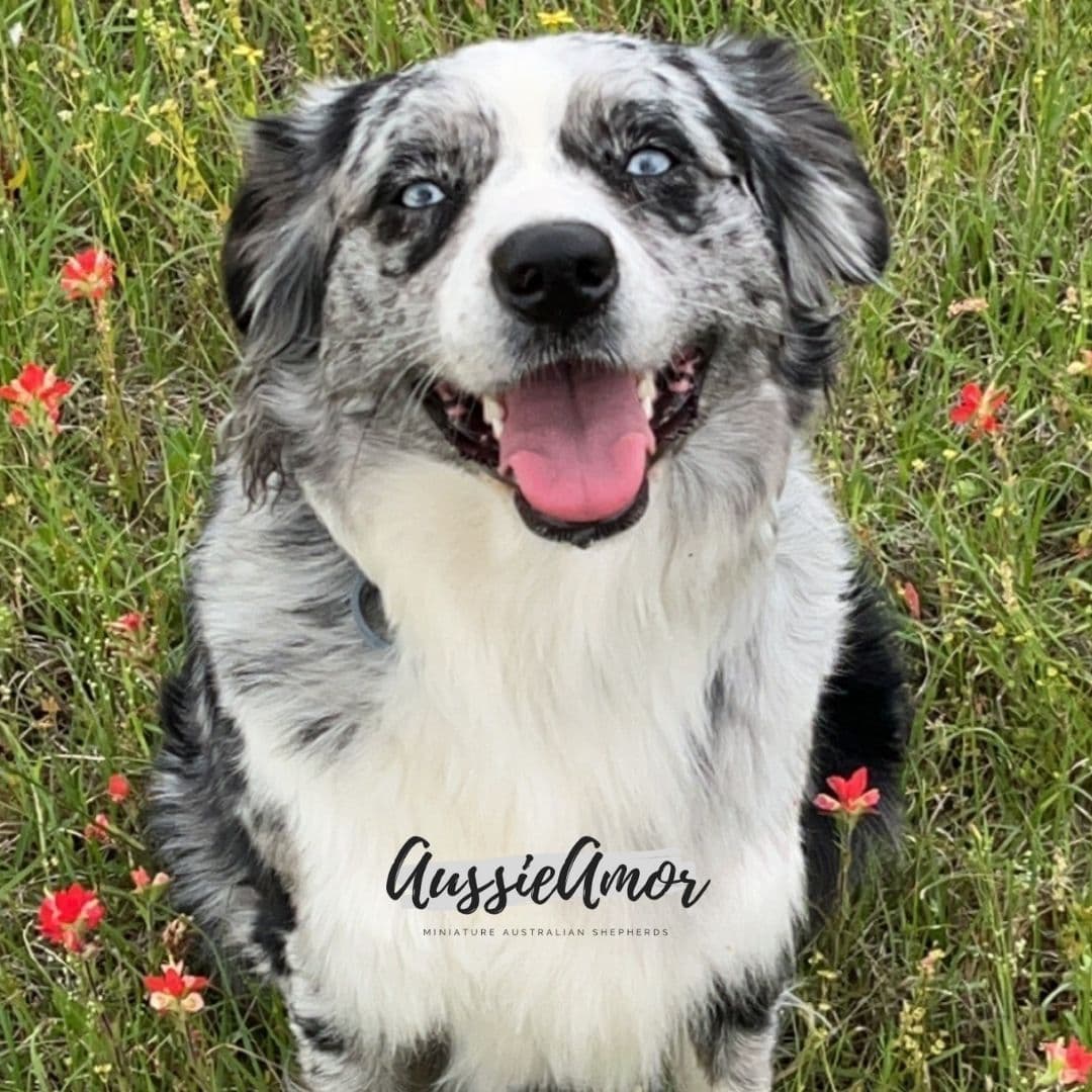 Australian Shepherd Puppies breeder image 4
