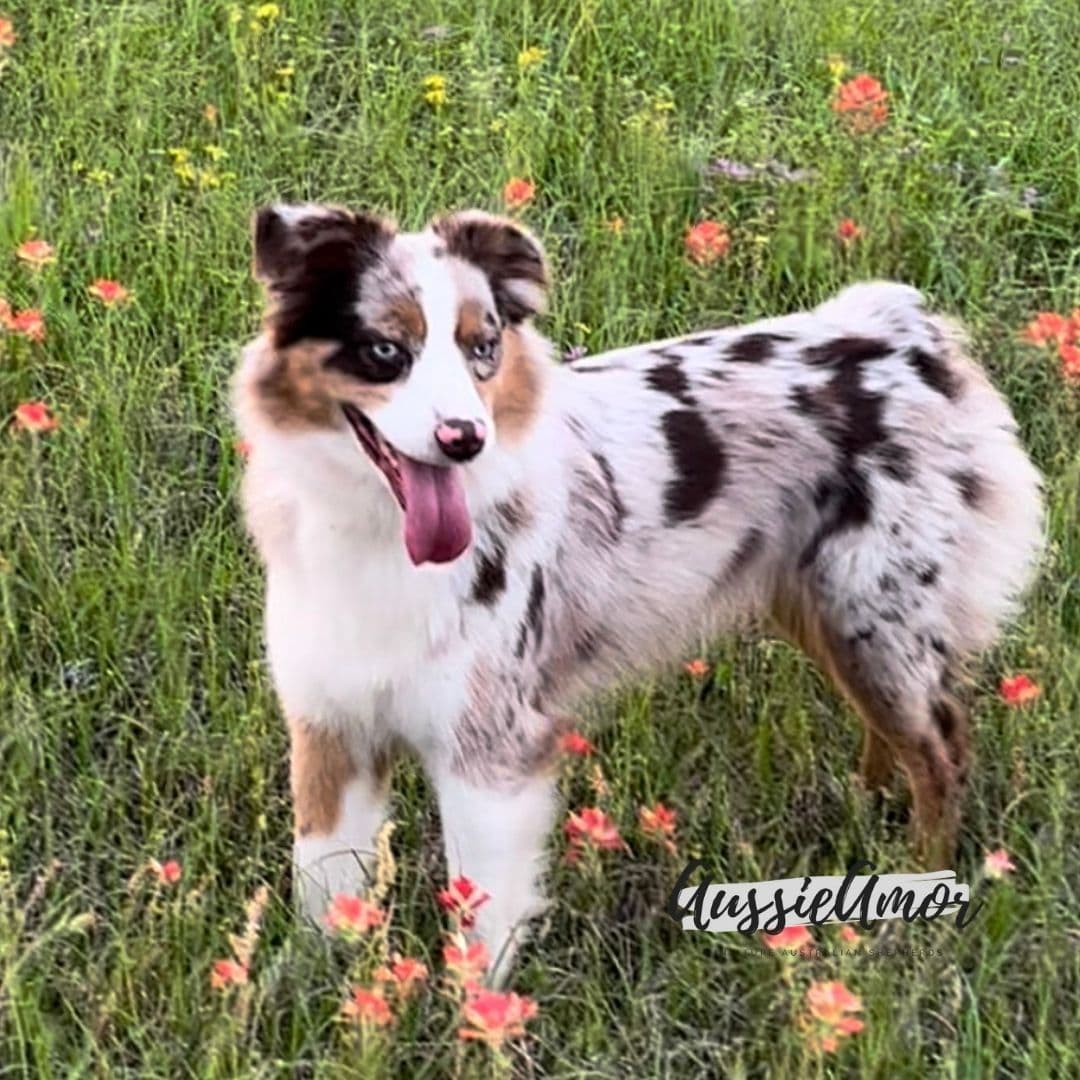 Australian Shepherd Puppies breeder image 3
