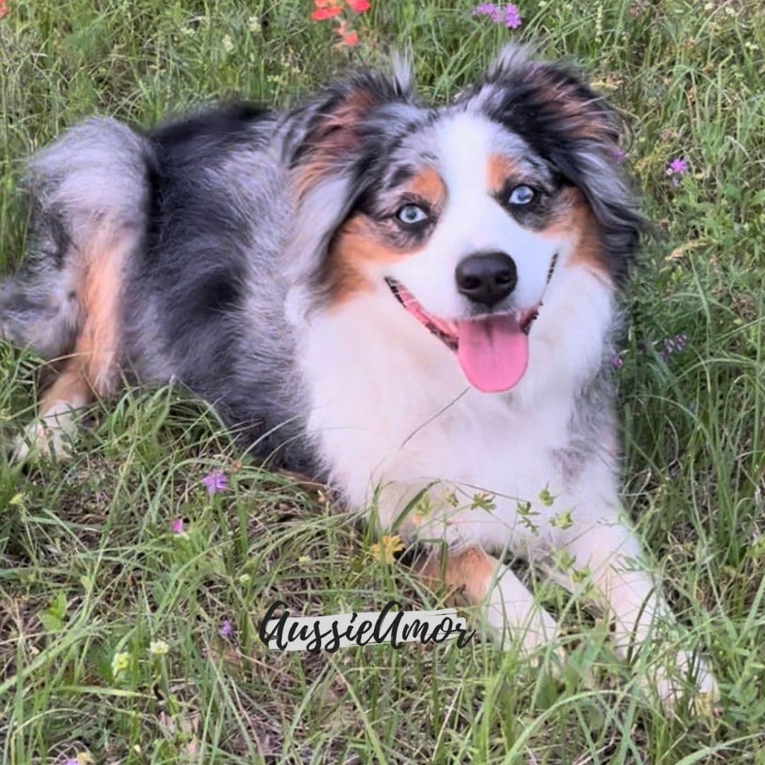 Australian Shepherd Puppies breeder image 5
