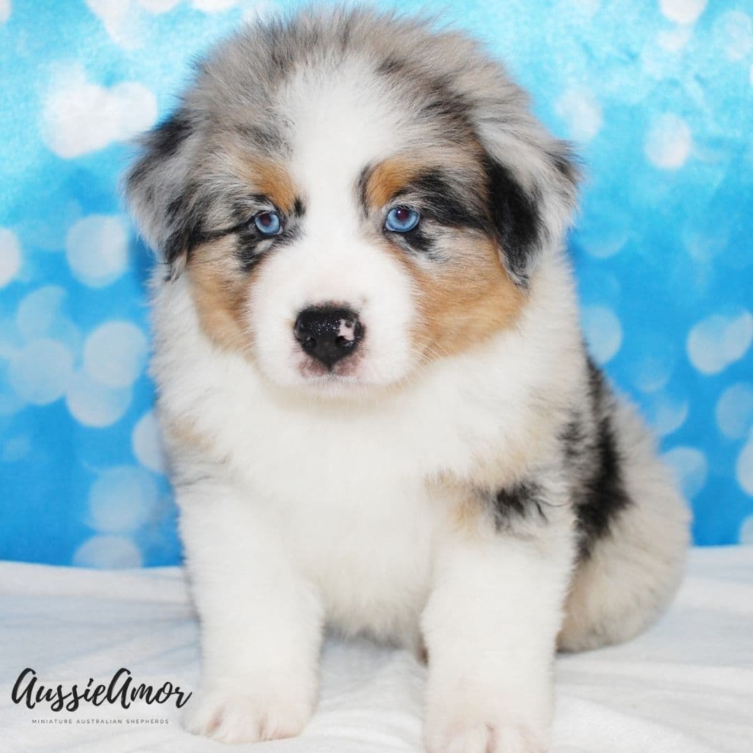 Australian Shepherd Puppies breeder image 7