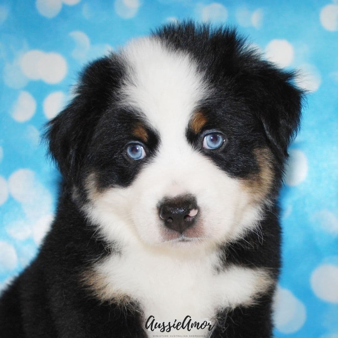 Australian Shepherd Puppies breeder image 8