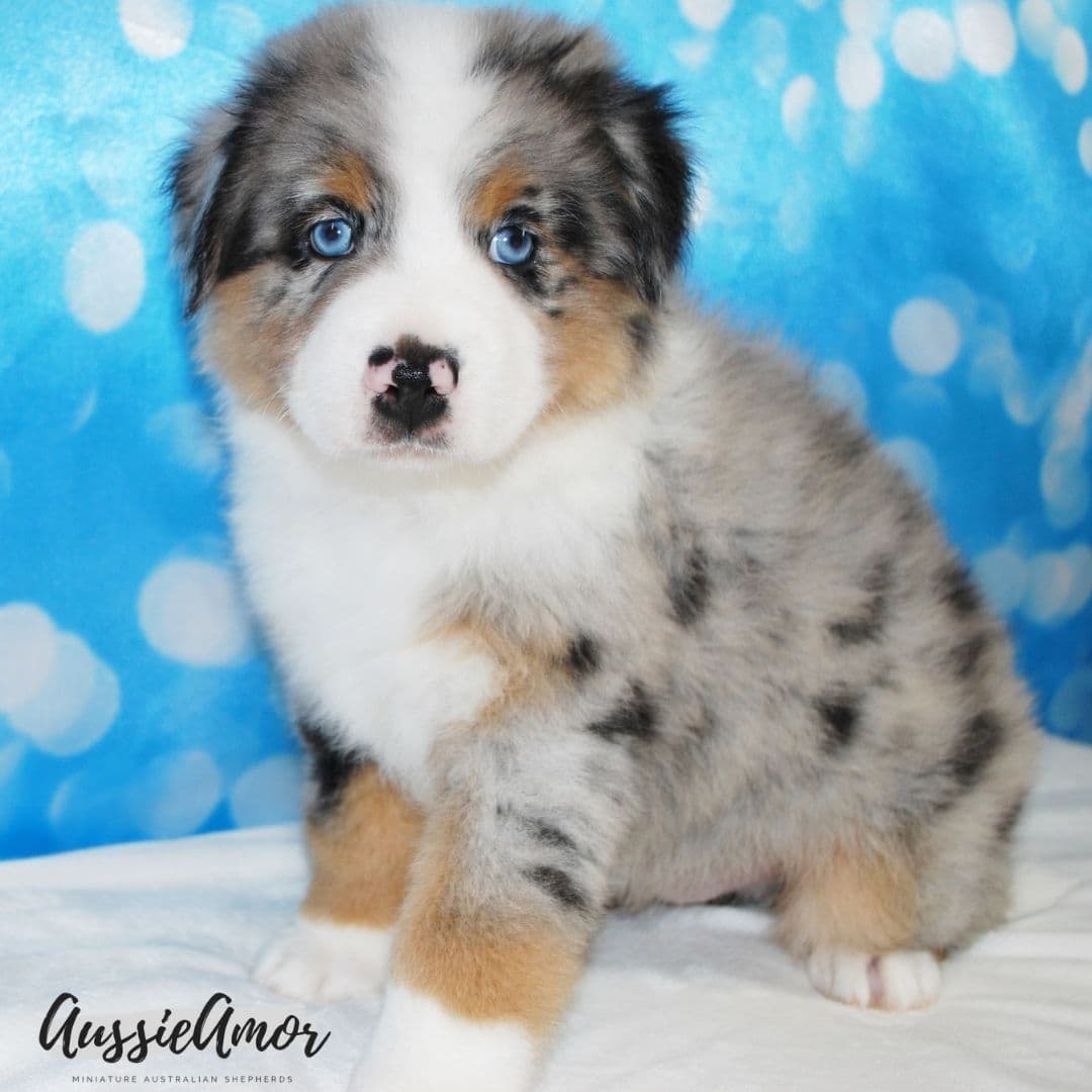 Australian Shepherd Puppies breeder image 9
