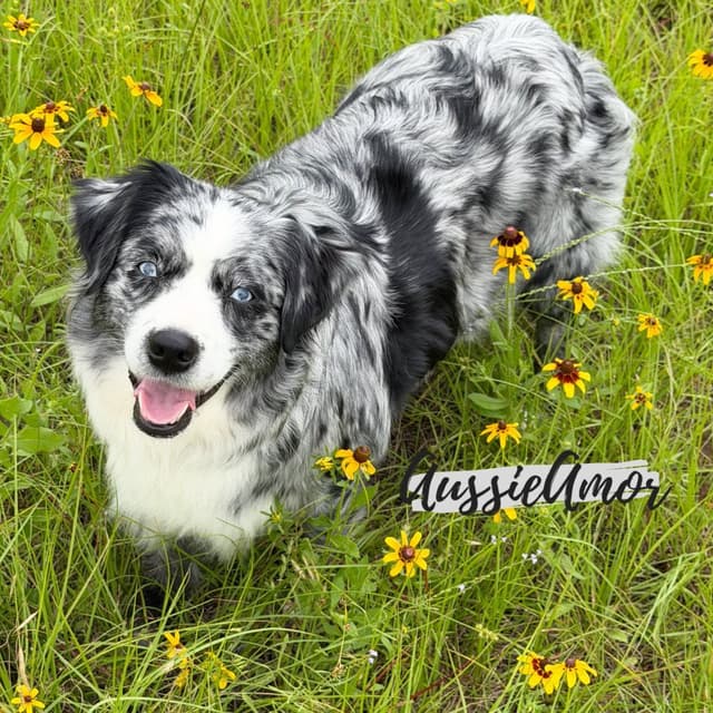 Australian Shepherd Puppies media 5
