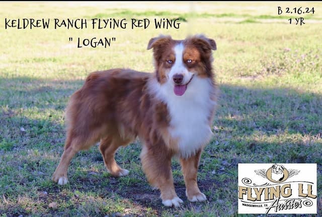 Australian Shepherd Puppies media 6