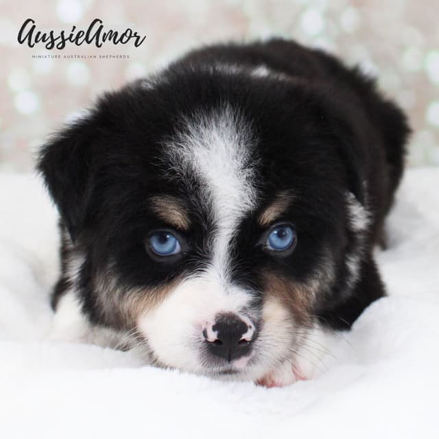 Australian Shepherd Puppies media 3
