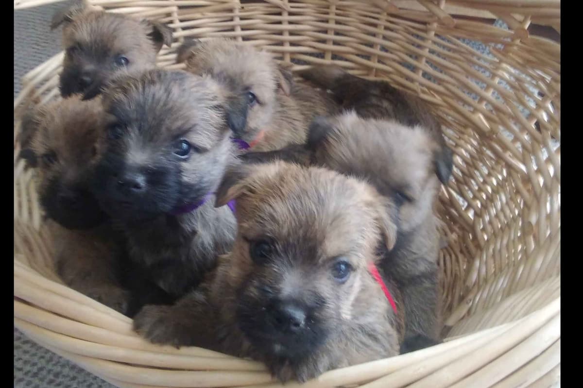 Cairn Terrier Puppies breeder image 2