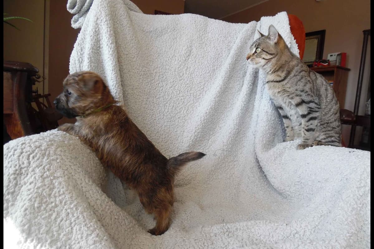 Cairn Terrier Puppies breeder image 3