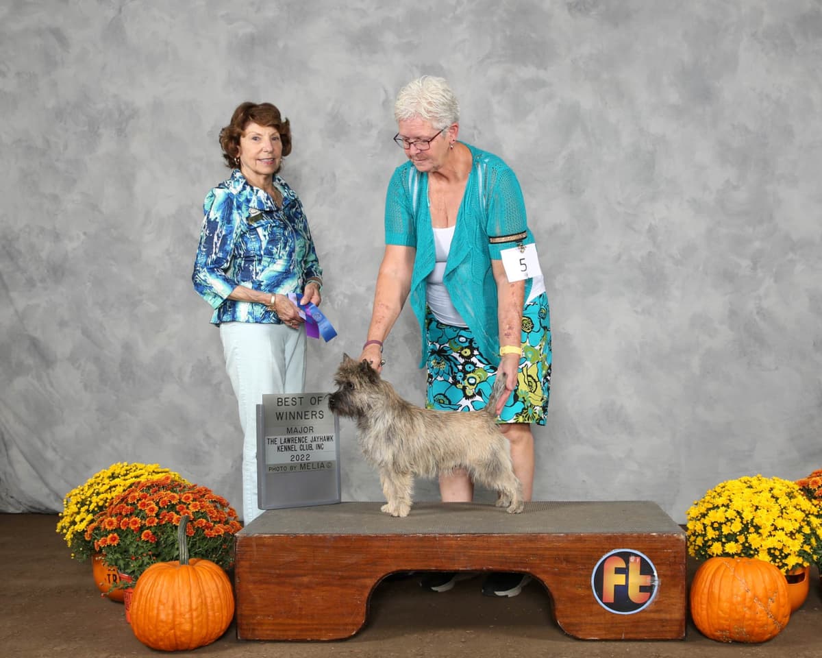 Cairn Terrier Puppies breeder image 5