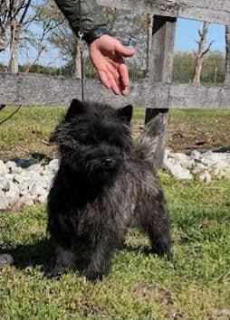 Cairn Terrier Puppies breeder image 9