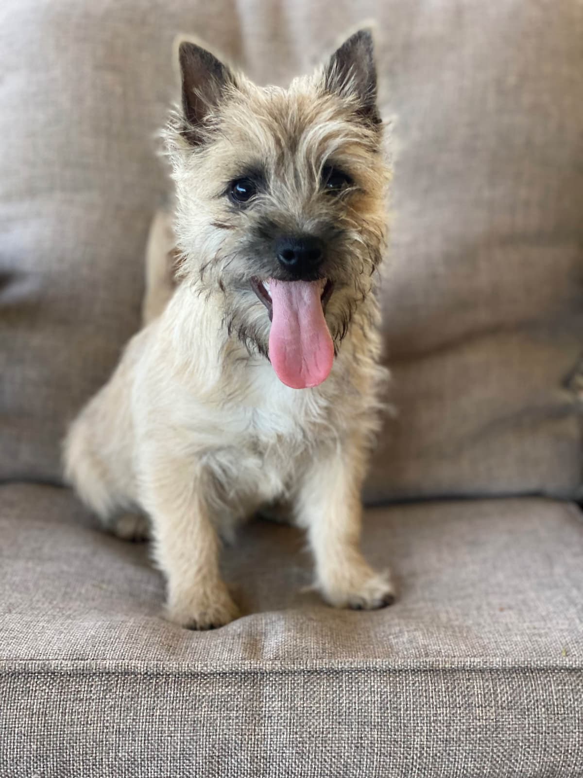Cairn Terrier Puppies breeder image 10