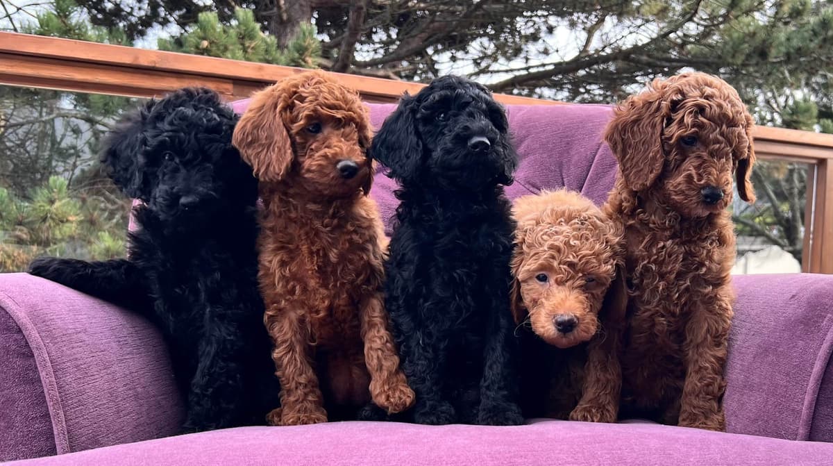 Miniature Poodle Puppies breeder image 1
