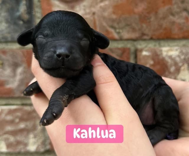 Miniature Poodle Puppies media 2