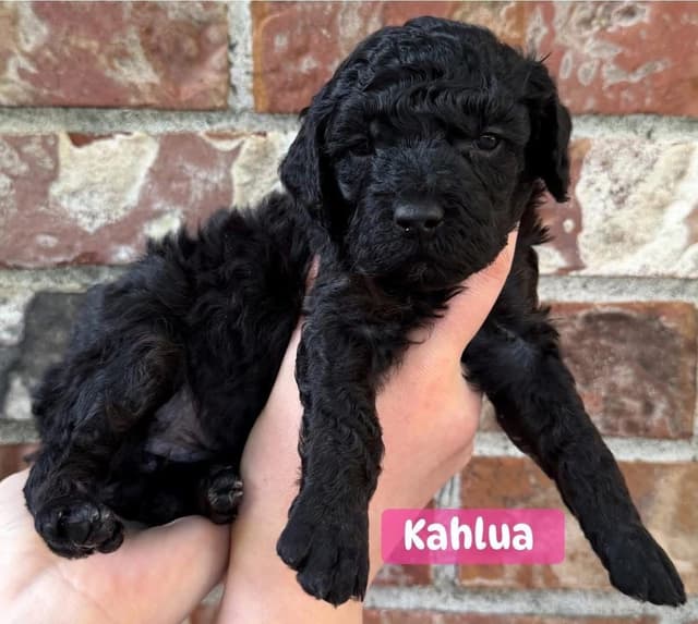 Miniature Poodle Puppies media 3