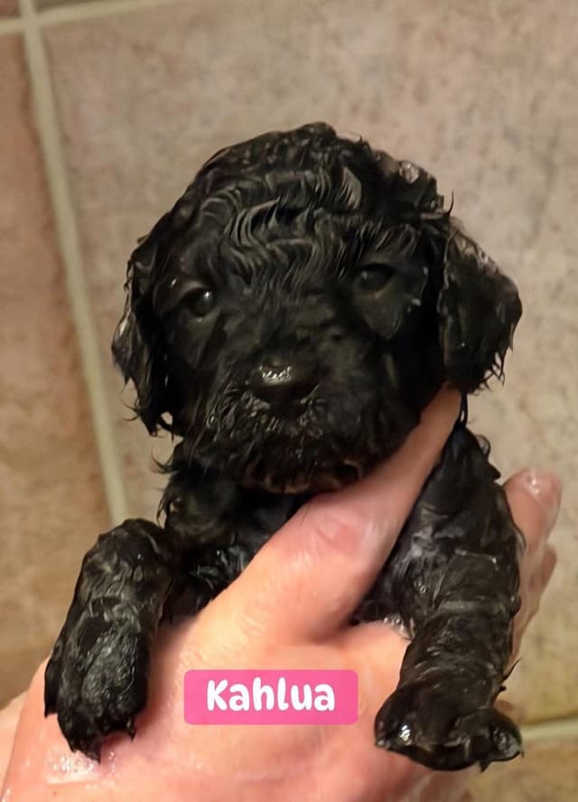 Miniature Poodle Puppies media 4
