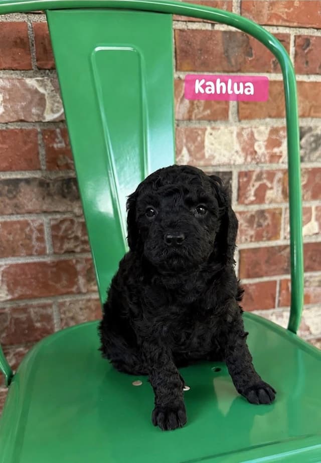 Miniature Poodle Puppies media 5