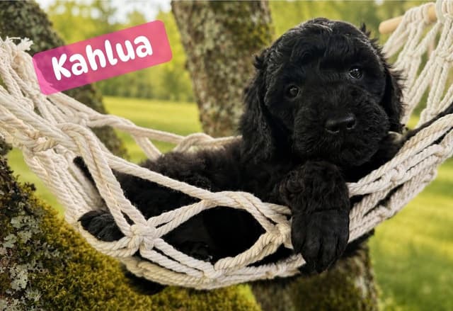 Miniature Poodle Puppies media 7
