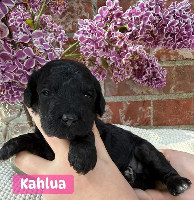 Miniature Poodle Puppies media 8