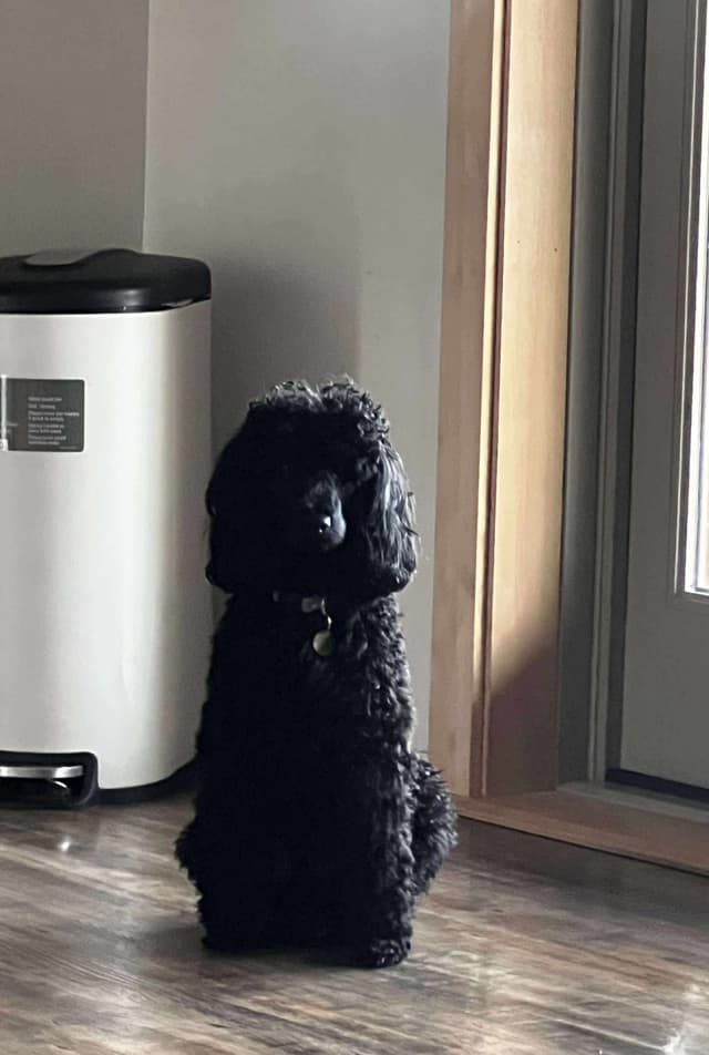 Miniature Poodle Puppies media 9