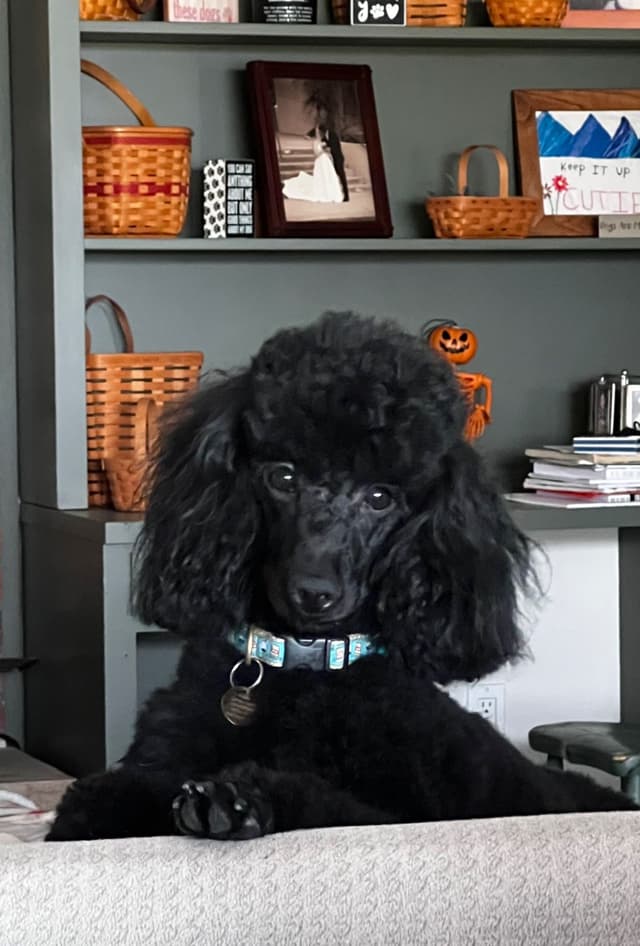 Miniature Poodle Puppies media 10