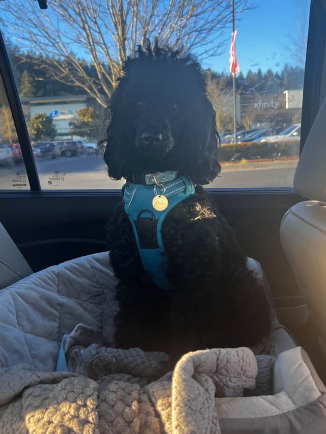 Miniature Poodle Puppies media 11