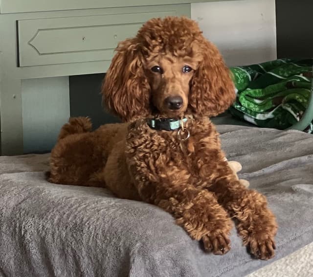 Miniature Poodle Puppies media 2