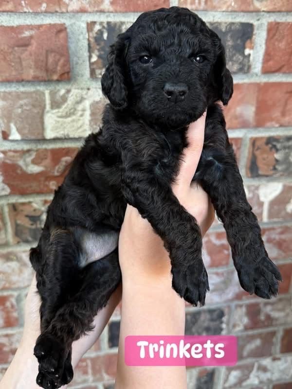 Miniature Poodle Puppies media 4