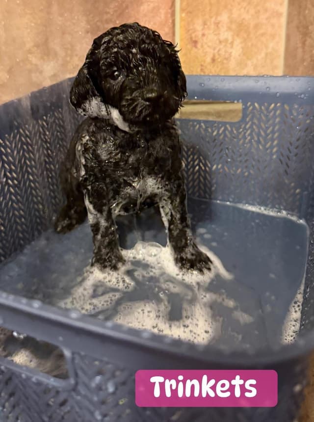 Miniature Poodle Puppies media 6