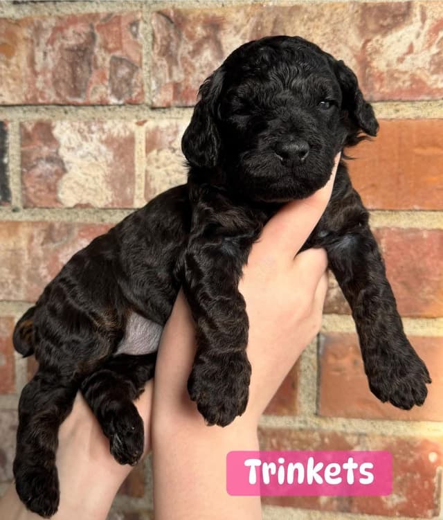Miniature Poodle Puppies media 8