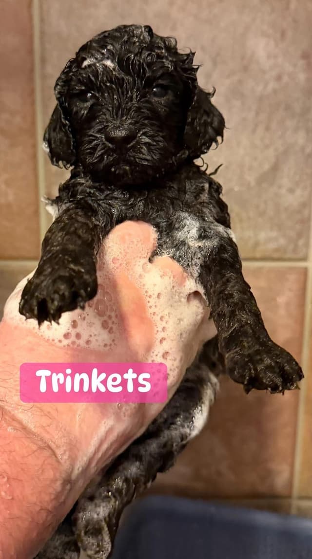 Miniature Poodle Puppies media 9