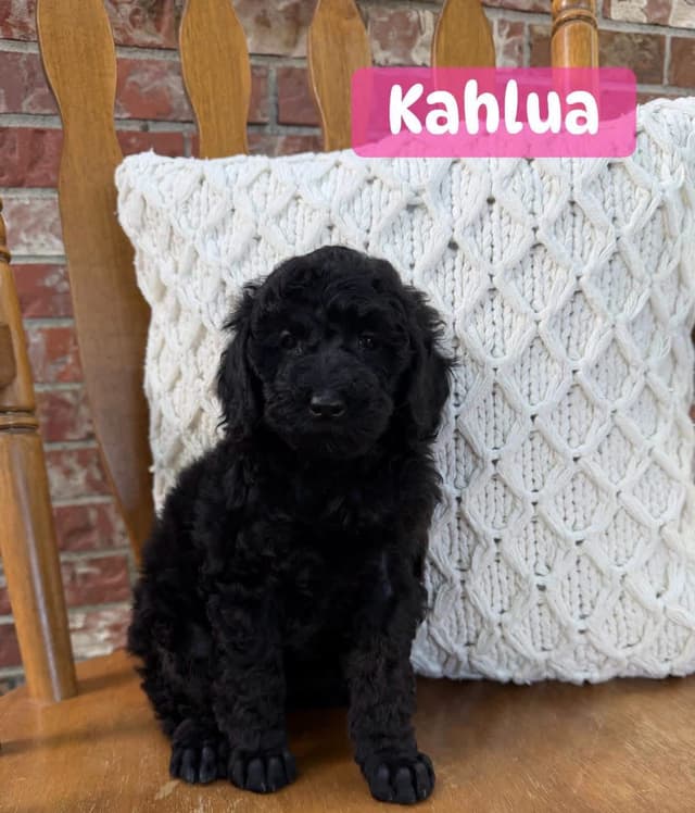 Miniature Poodle Puppies media 12