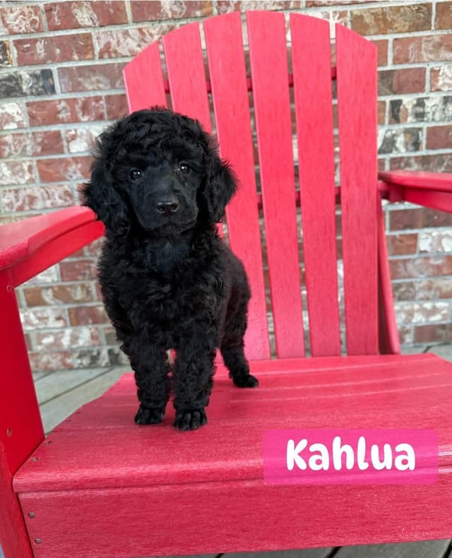 Miniature Poodle Puppies media 13