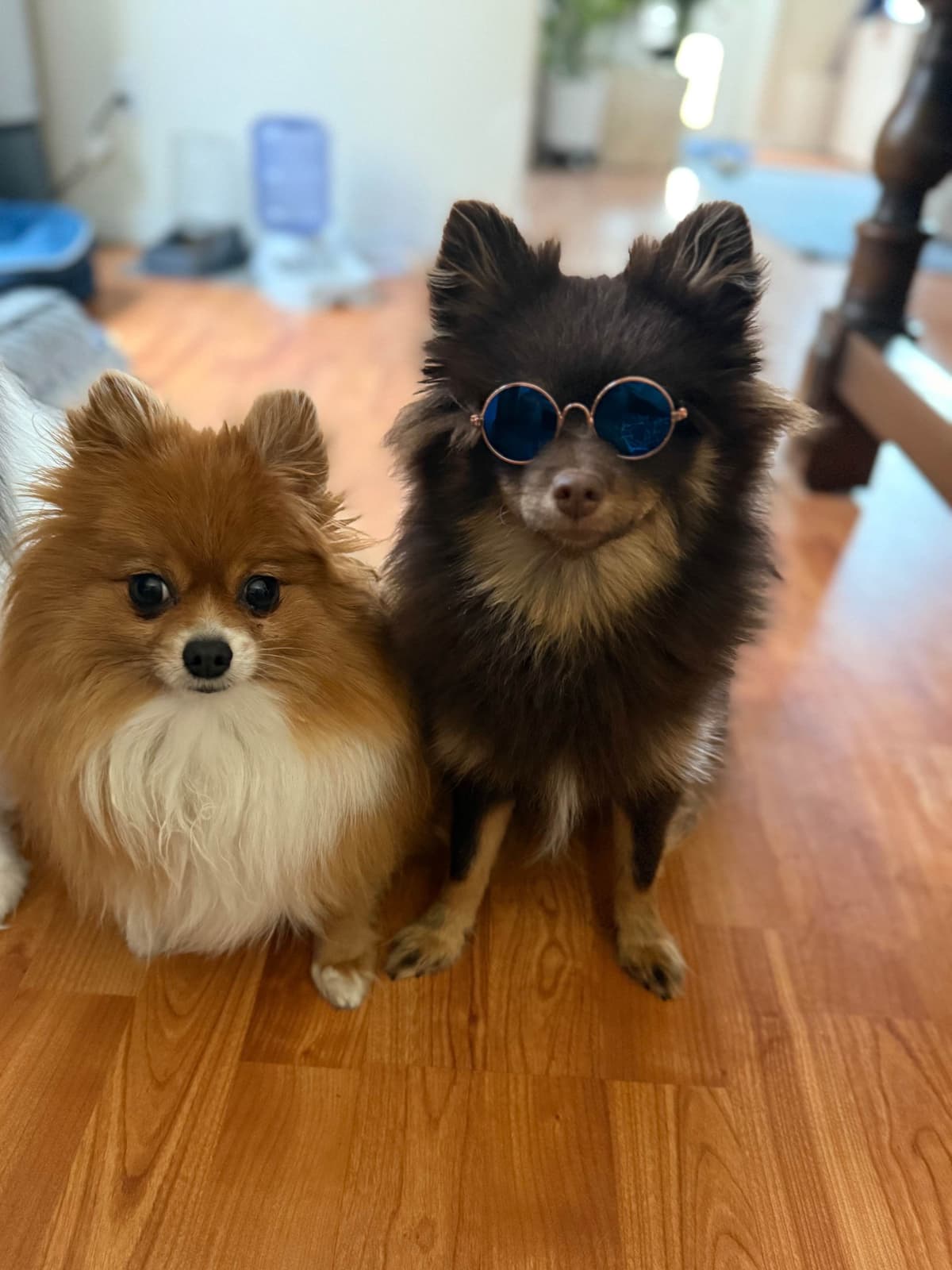 Pomeranian Puppies breeder image 3