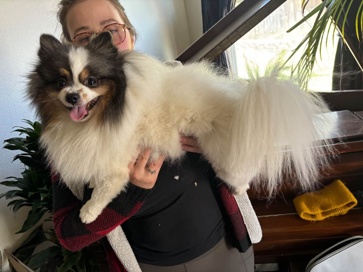 Pomeranian Puppies breeder image 1