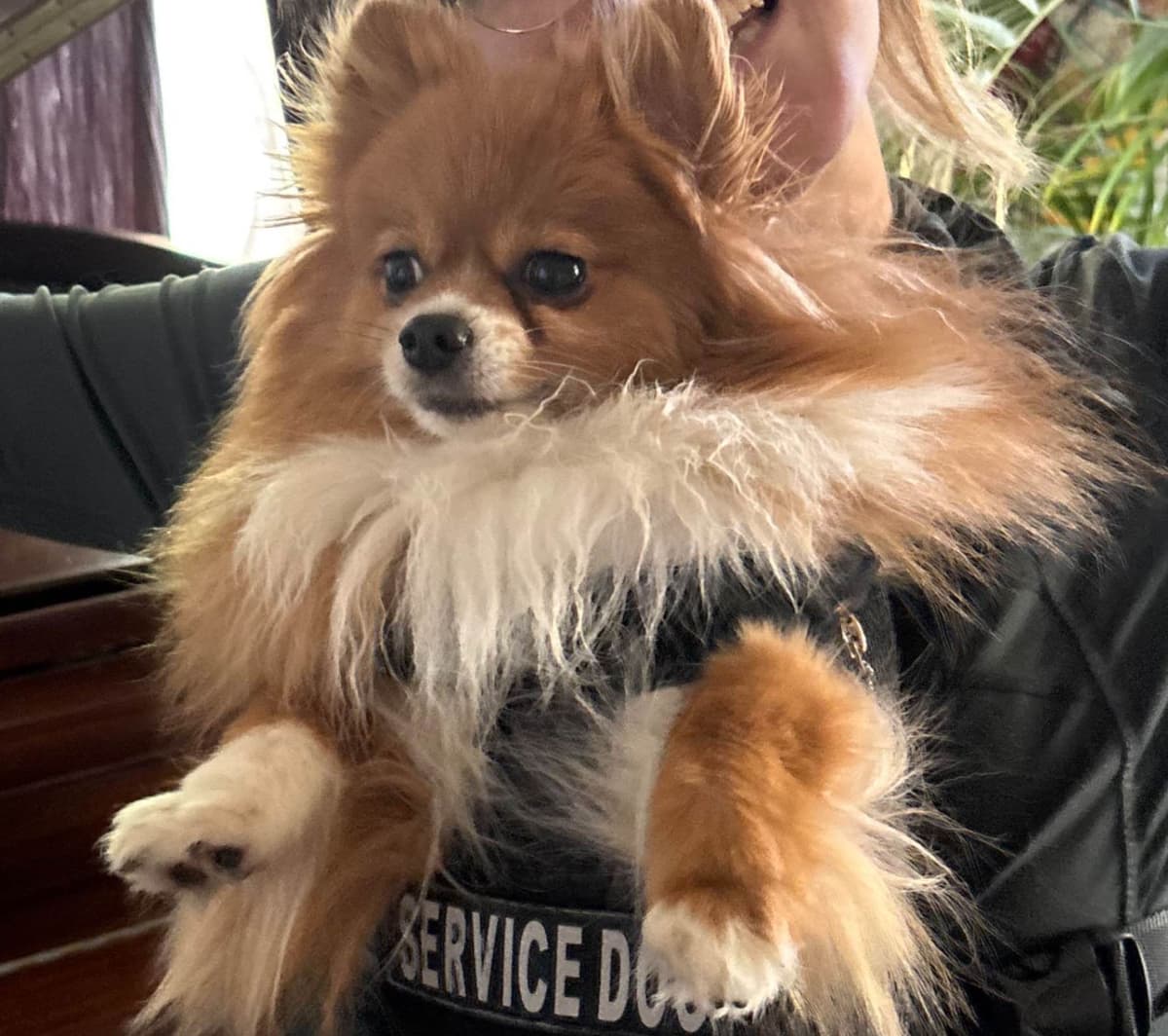 Pomeranian Puppies breeder image 8