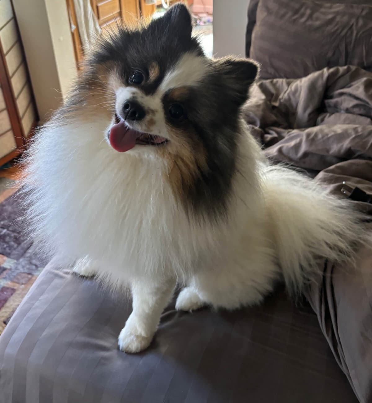 Pomeranian Puppies breeder image 5