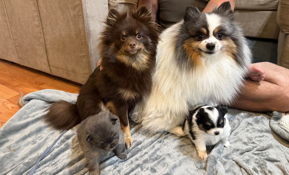 Pomeranian Puppies breeder image 6
