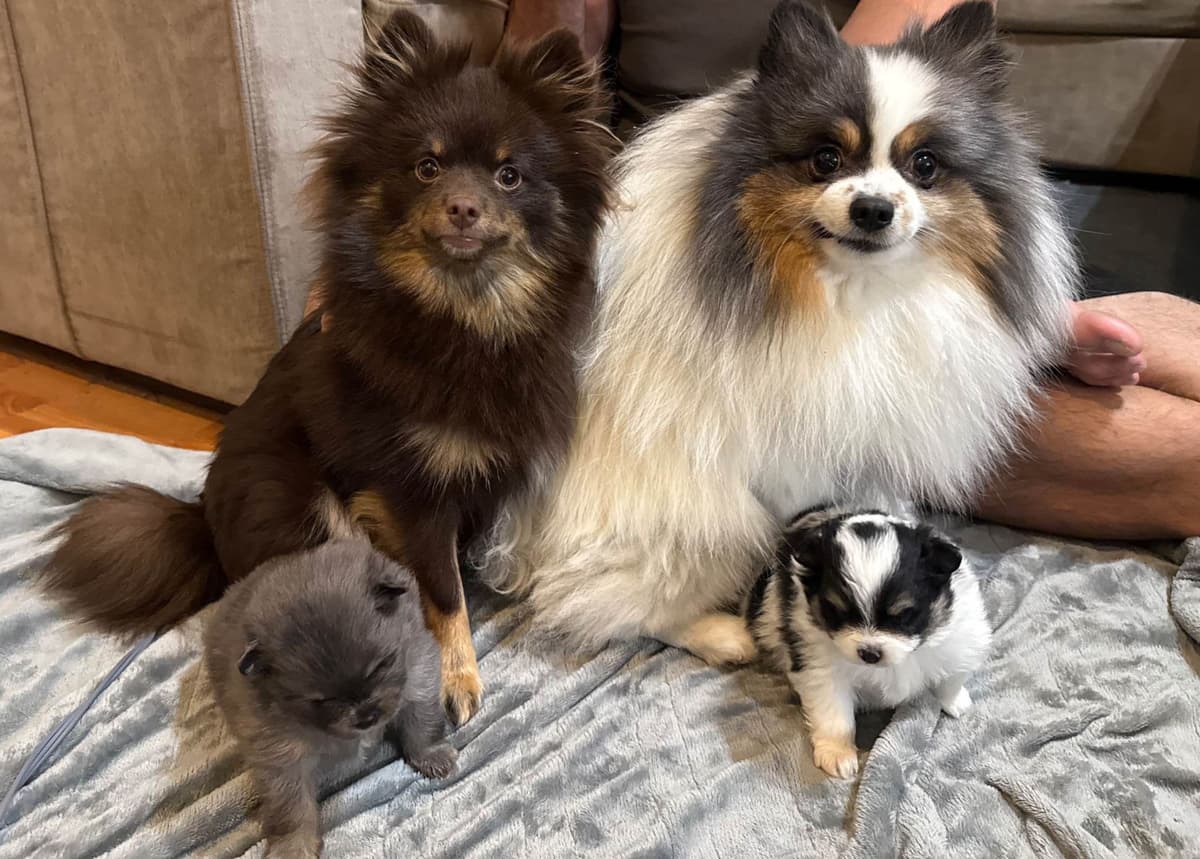 Pomeranian Puppies breeder image 7