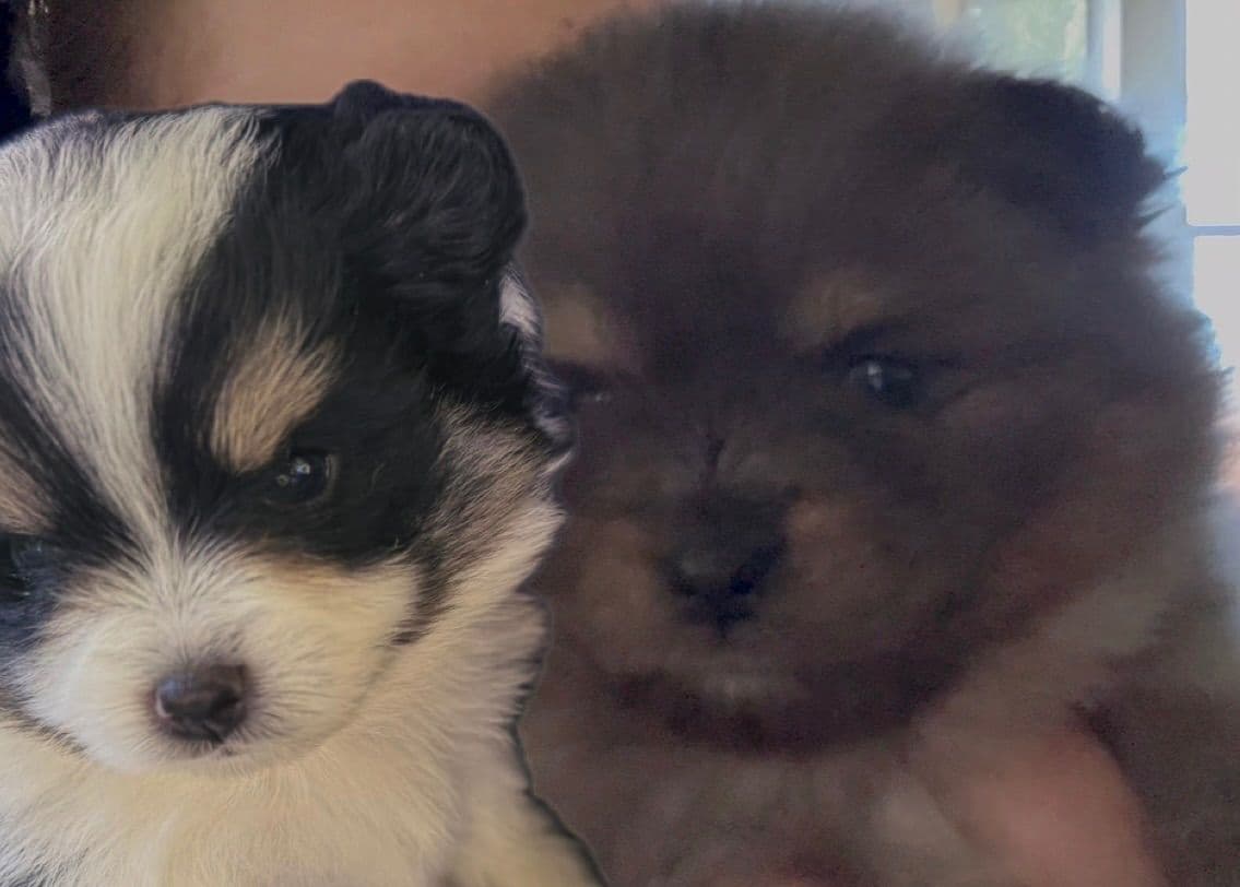 Pomeranian Puppies breeder image 9